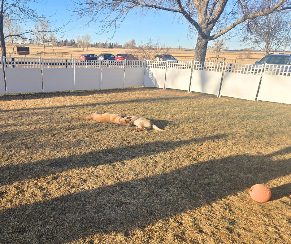 Two five month old lab puppies lay in the back yard on the group exhausted. 