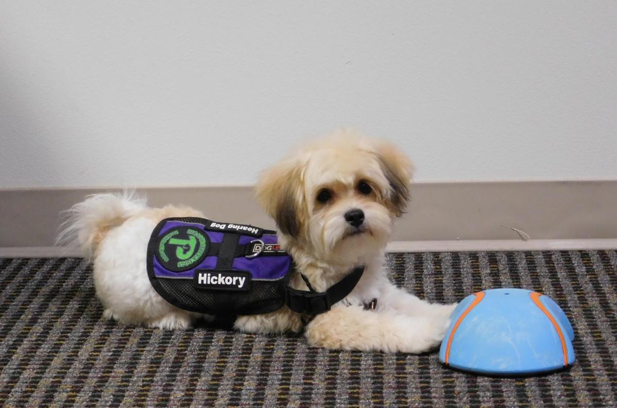 Hickory, a Havanese puppy, lays down next to a blue button. He is wearing a Paragon vest. 