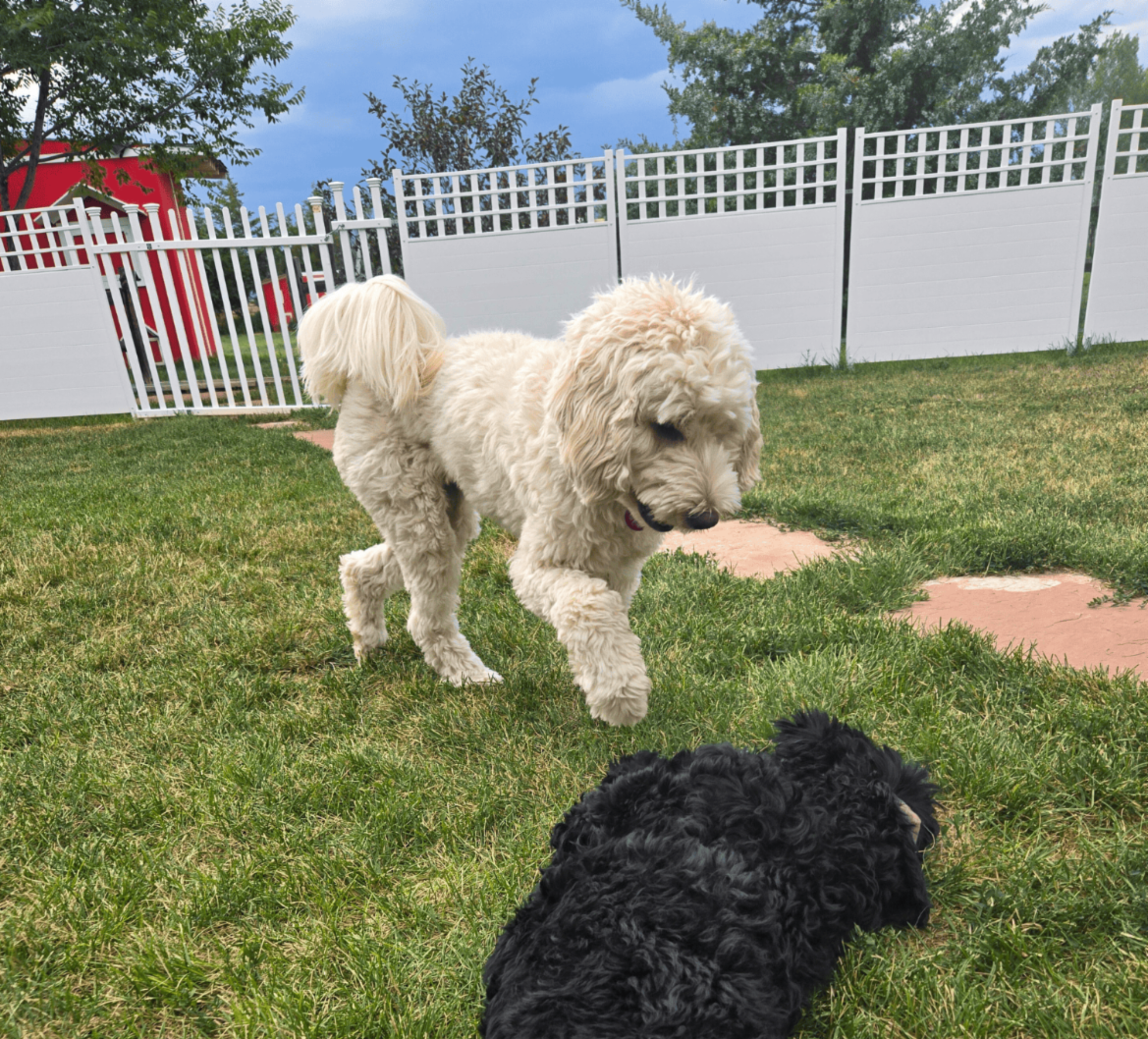 Eddie a cream Cobber Dog playfully poses above Echo as the two dogs romp outside.