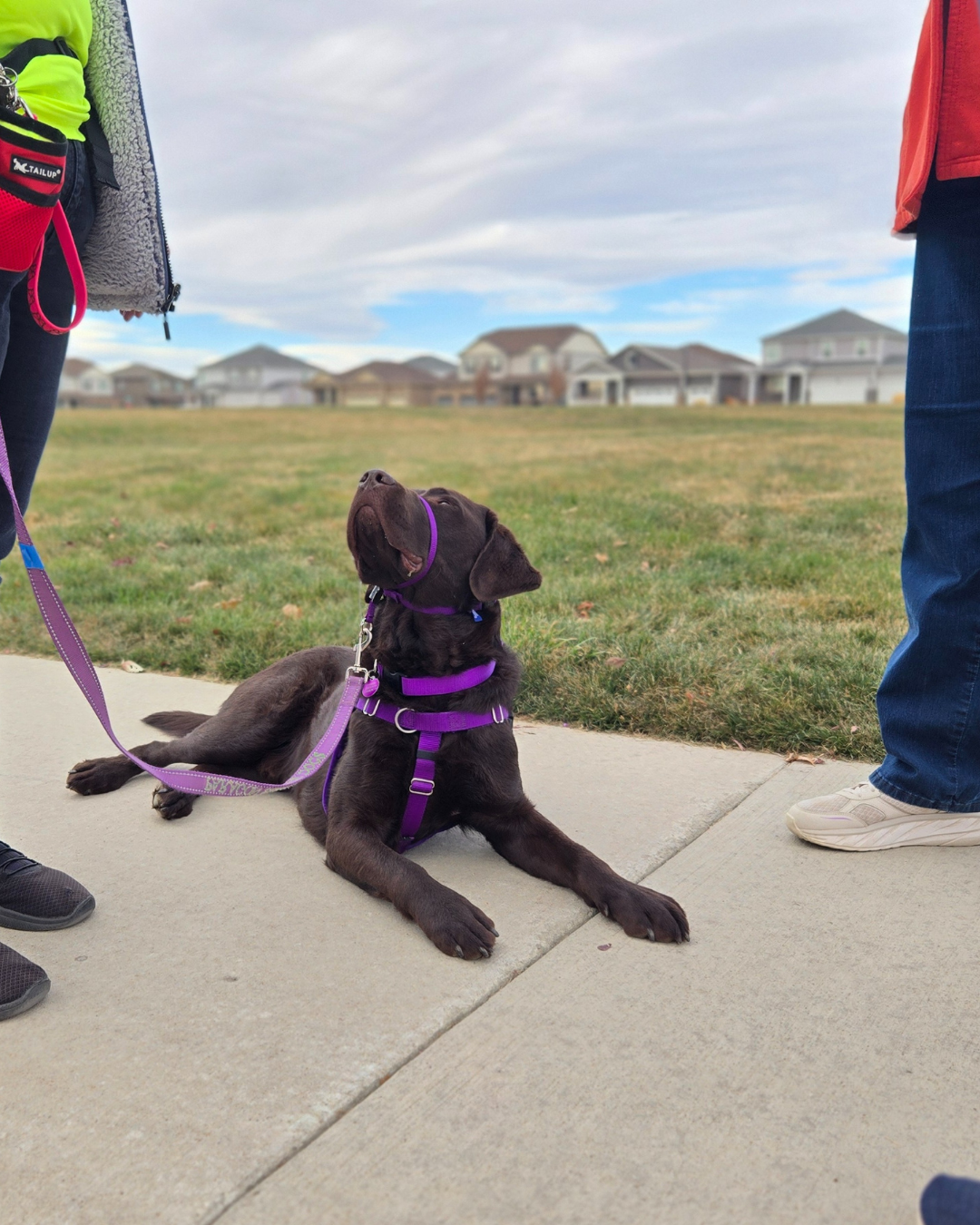 Pruitt a chocolate lab lays outside looking up at Beth.