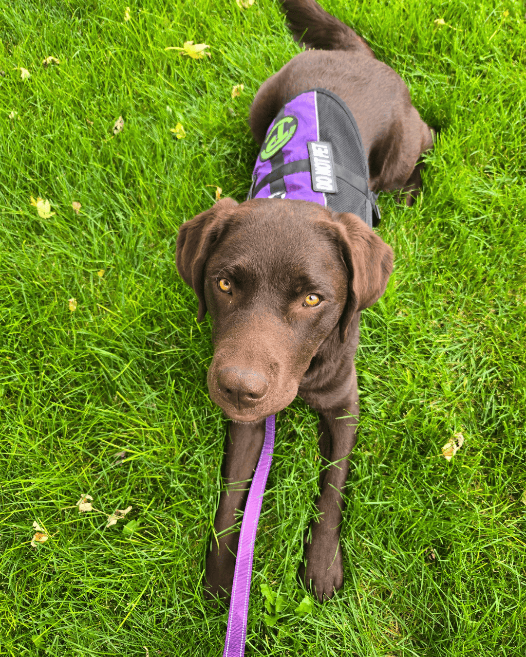 Epic a chocolate Lab in a purple Paragon vest lies in the grass. Photographed from above he looks up at the camera with a serious expression.