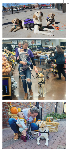 Three photos contain three yellow lab puppies in vests, Tia carrying a baby while giving a treat to her hearing dog Dancer. A photo of Dancer, Tia, and her baby smiling at each other. 