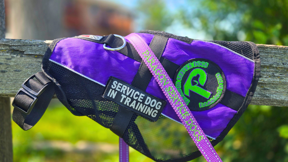 A purple vest hangs over a wooden fence. A bright green patch reads “Paragon Service Dogs Established 1978” and a black and white patch display “Service Dog in Training.” A purple leash printed with “Paragon Service Dogs” rests on top of the vest.