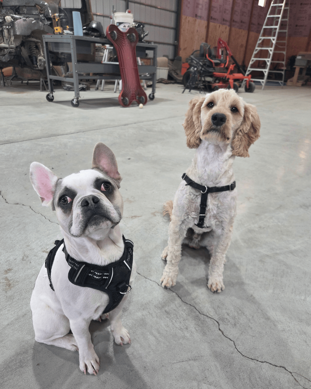 A Frenchie named Griswold and a brown Cobberdog named Flip sit in a warehouse. They are both looking up at the camera inquisitively.  