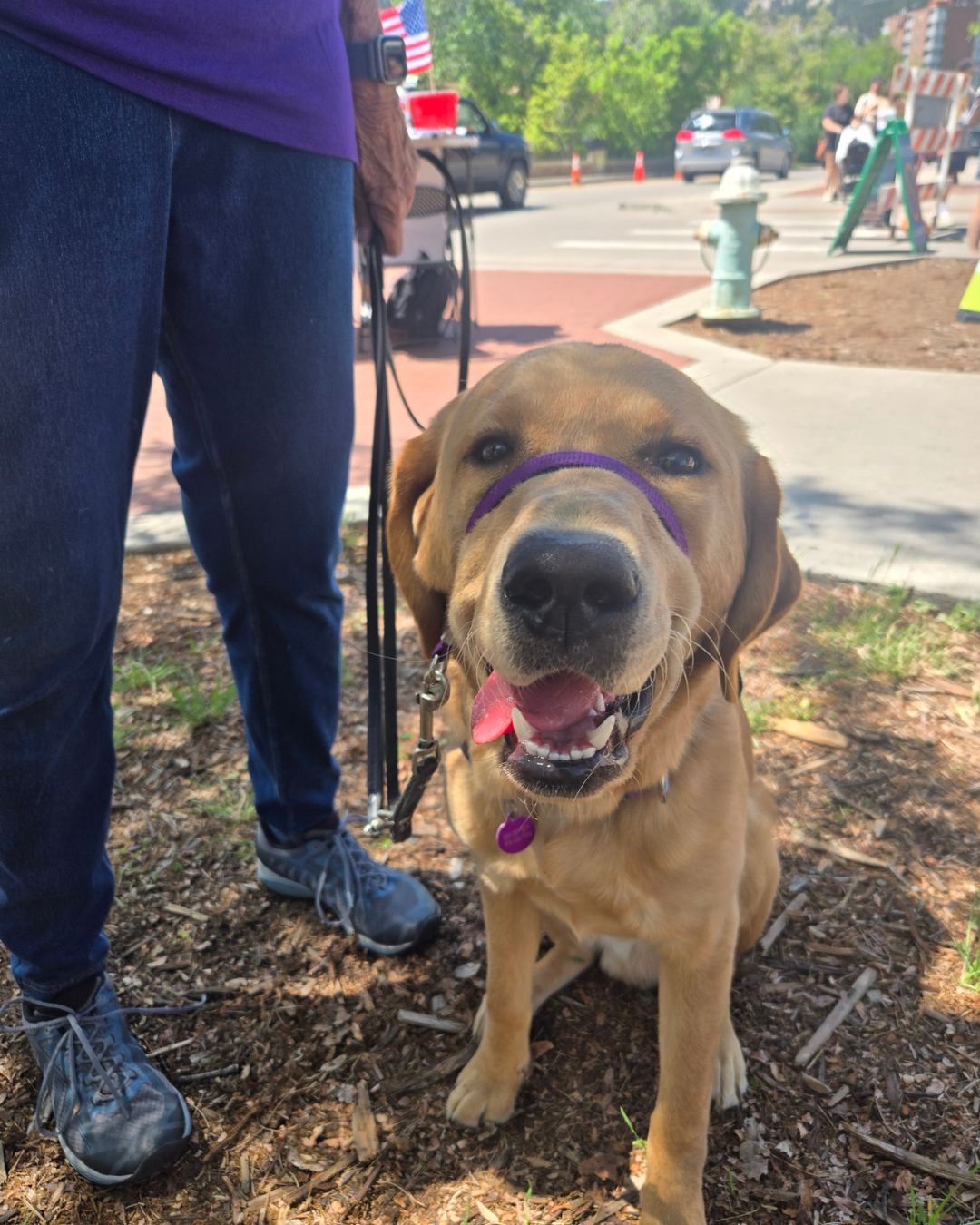 Granby a Golden/lab makes a goofy face at the camera. 