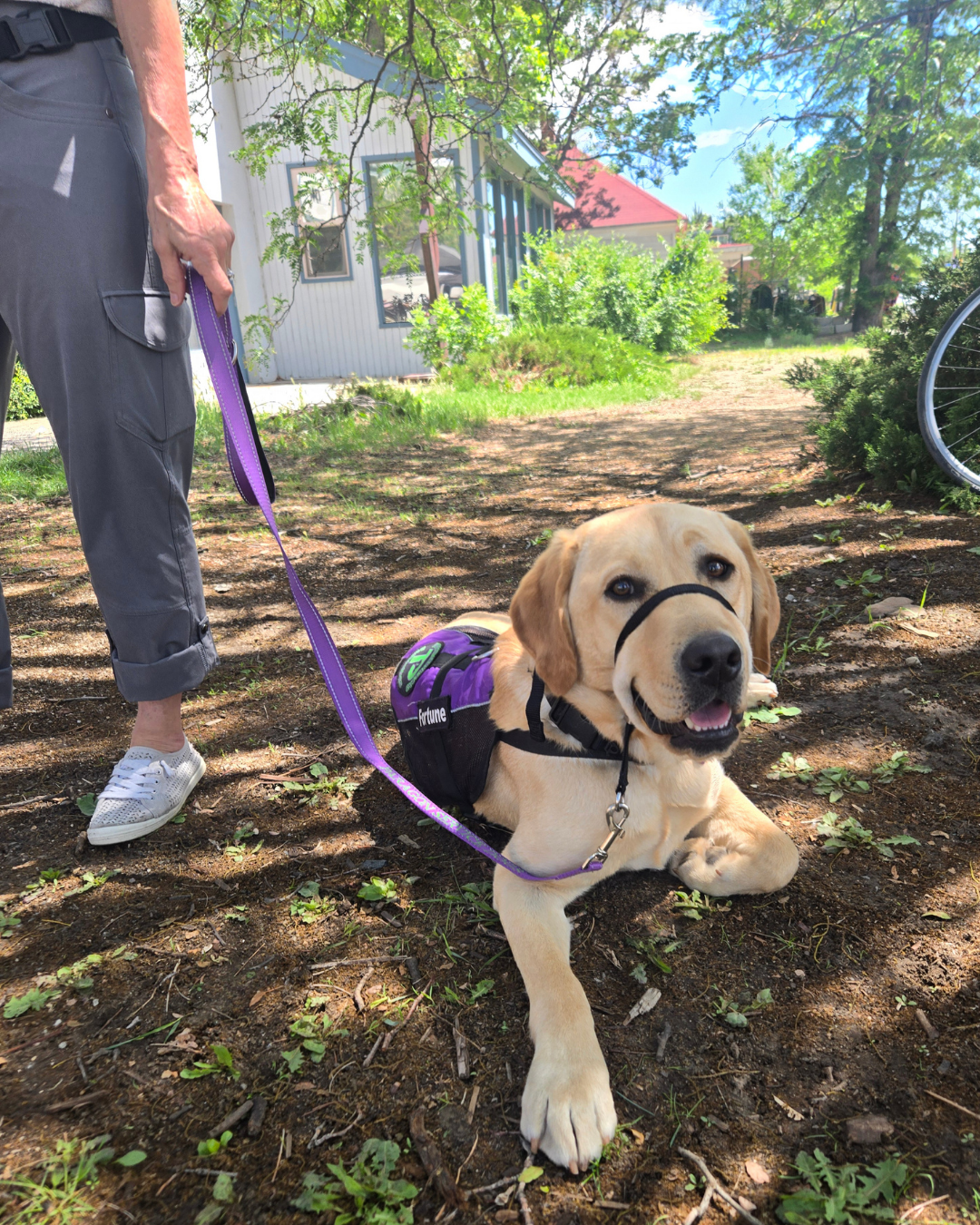 Fortune a yellow lab laying on the ground smiling wearing a purple Paragon vest.