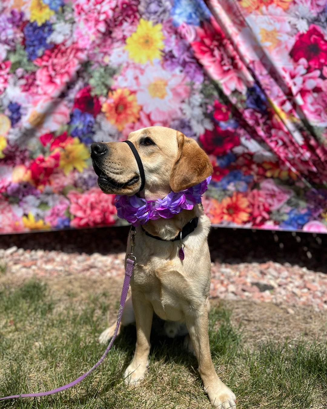 Forest, a yellow lab, sits in front of a flower backdrop with a lay on his neck. 