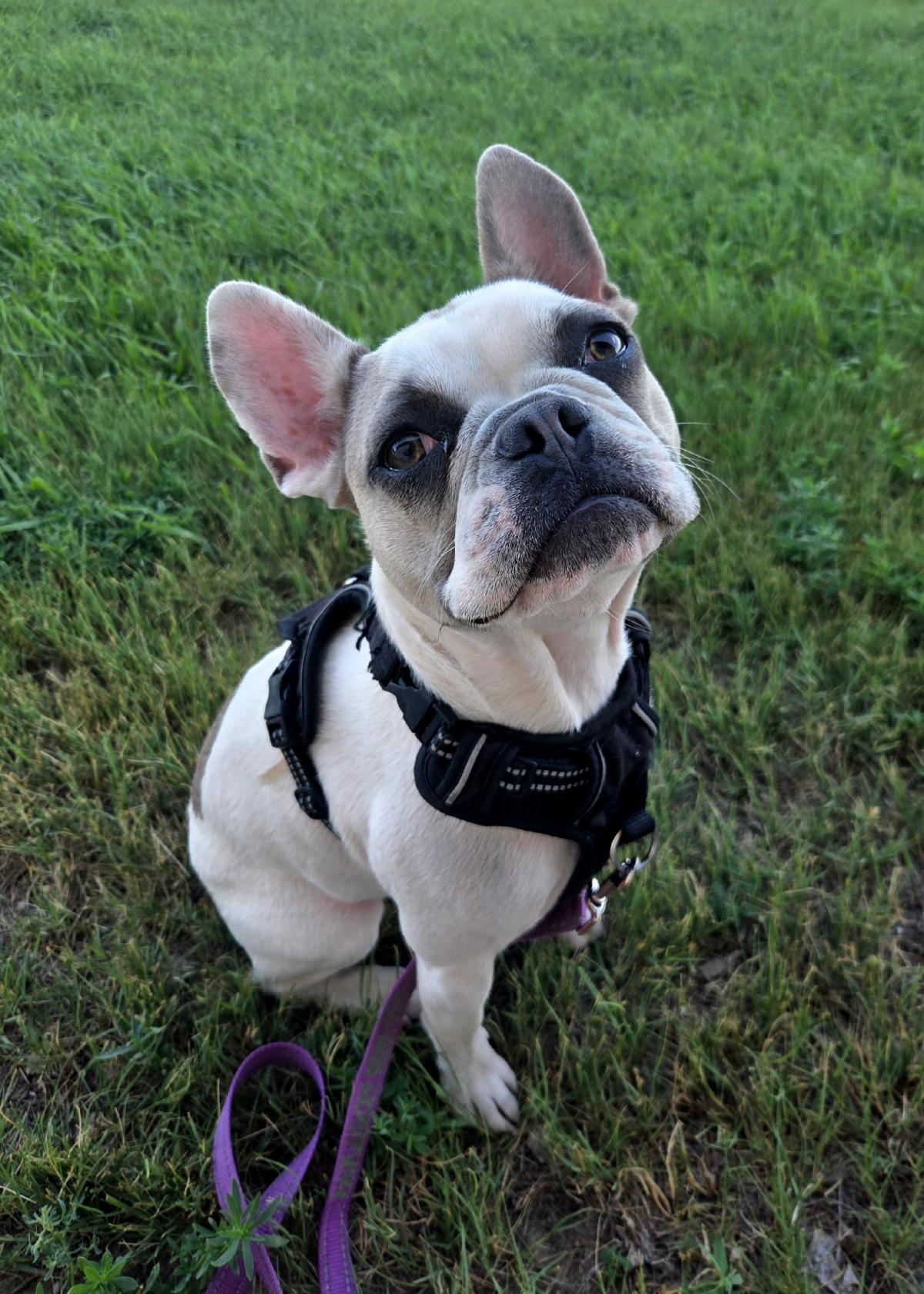 Griswold a Frenchie poses outside for the camera.