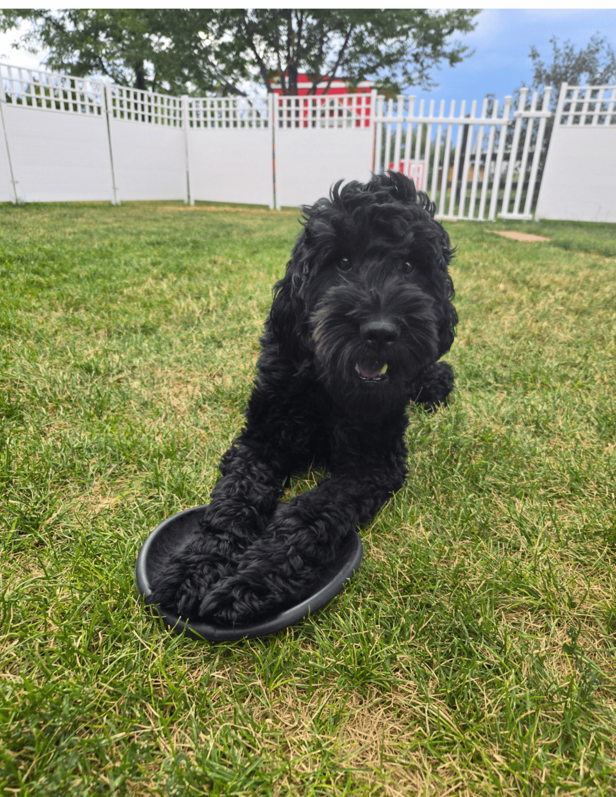 Echo a black Cobber Dog places two paws on a frisbee while playing in the grass.
