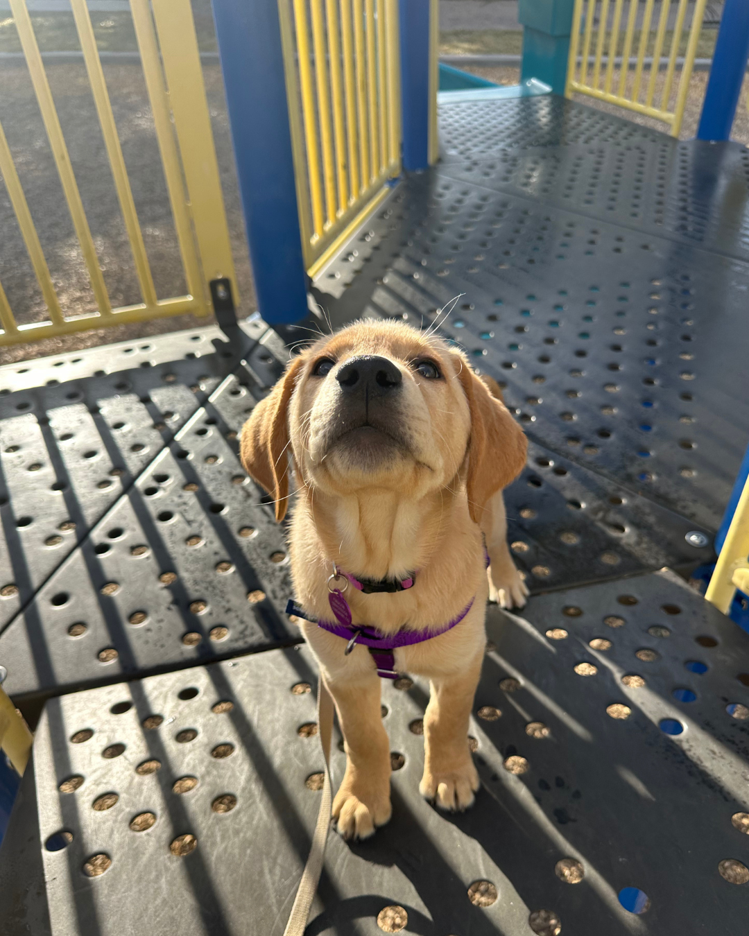 A golden lab puppy stands on a playground looking up. 