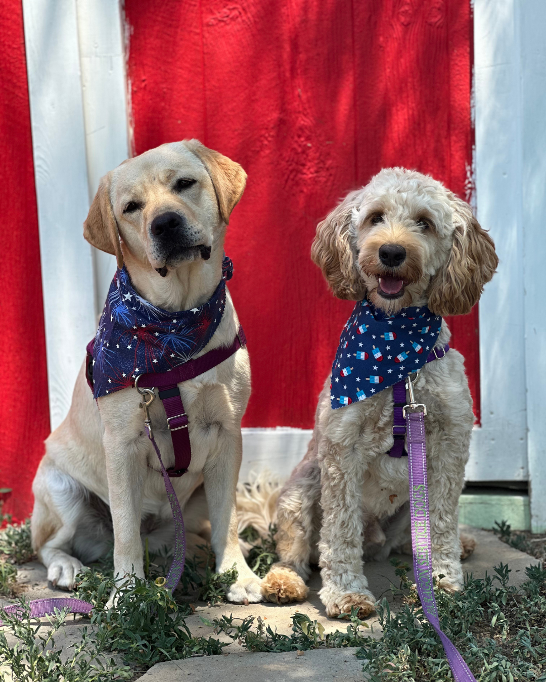 Fiona a yellow lab and Flapjack a cream colored cobberdog sit in front of a red and white background. They are wearing July 4th bandanas. 