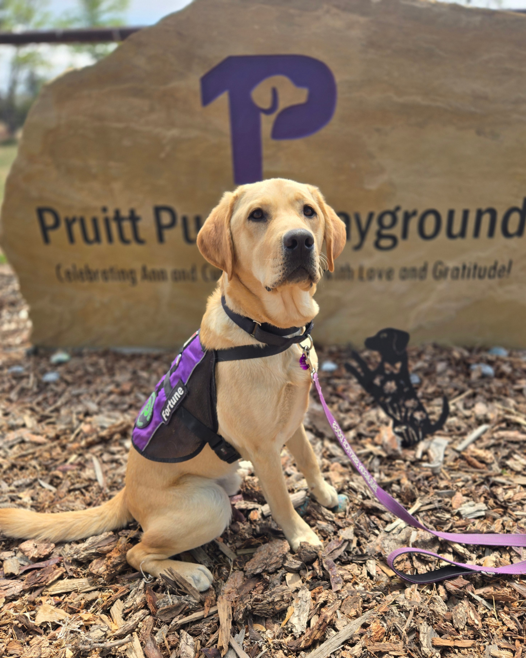 Fortune, a yellow lab, sits in front of Paragons sign. He is looking regal in his purple  vest.