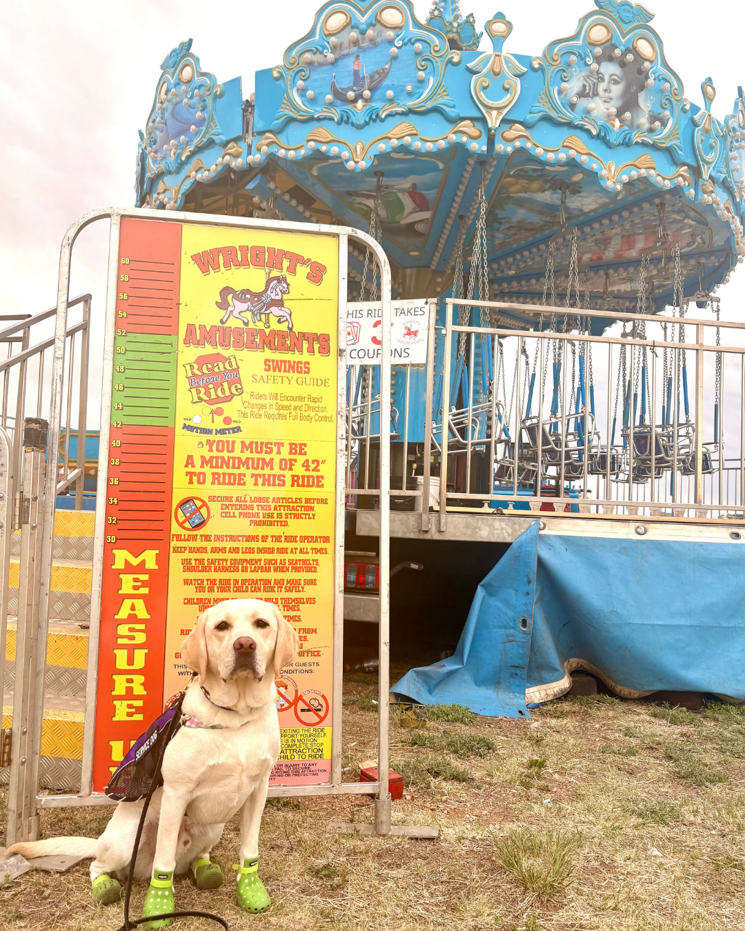 Caro, a yellow lab, stands in front the the height requirement sign  for the carousel. 