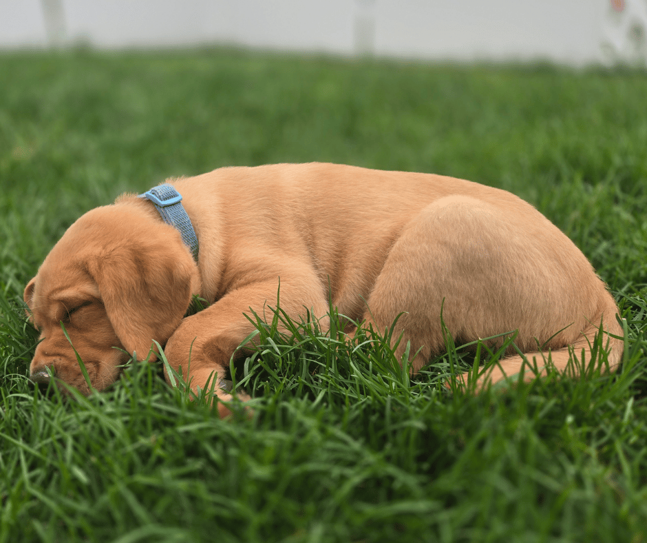 A Yellow Lab puppy sleeps in the grass. 