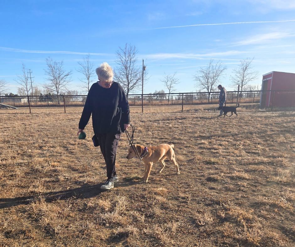 Two volunteers walk outside with Granby a golden lab and Epic a chocolate lab. 