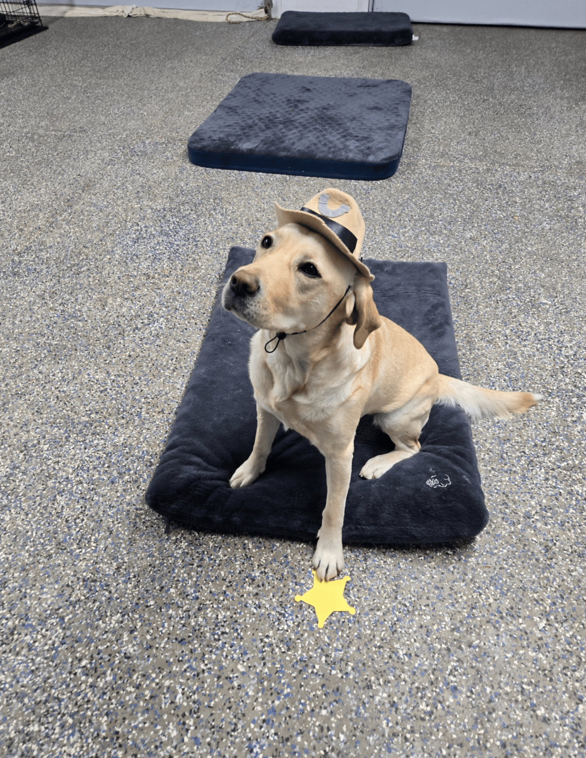 A yellow lab named Dancer sit on a bed with a sheriff hat on and a star at her feet. 
