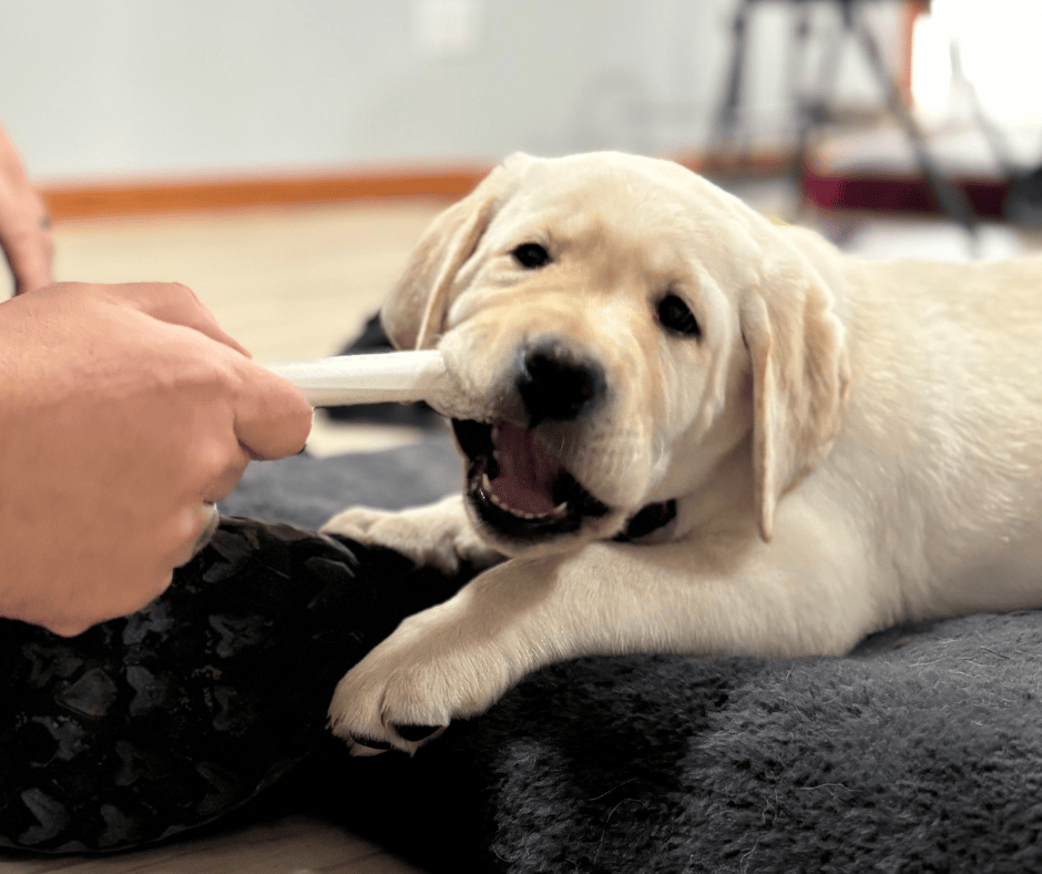 12 week old yellow lab puppy Gilligan chews on a bone. She chews on a bone. 