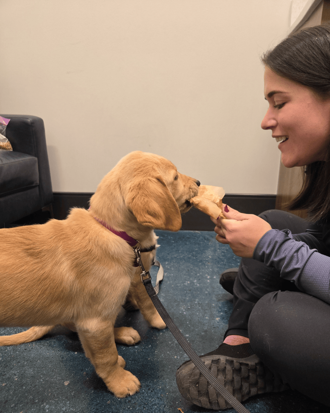 Granby a golden lab stands eating a popsicle. 