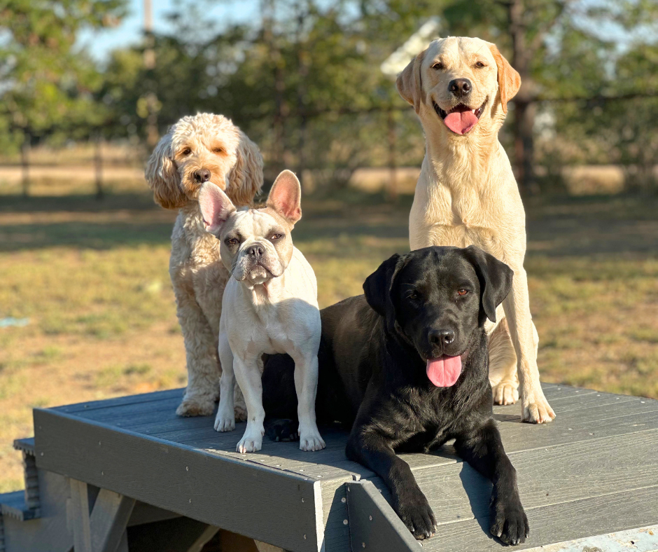 Outside four dogs are on a platform. There is one cream cobber dog, a Frenchie, a black lab, and a yellow lab. Respectively their names are Flapjack, Griswold, Forest, and Frank 