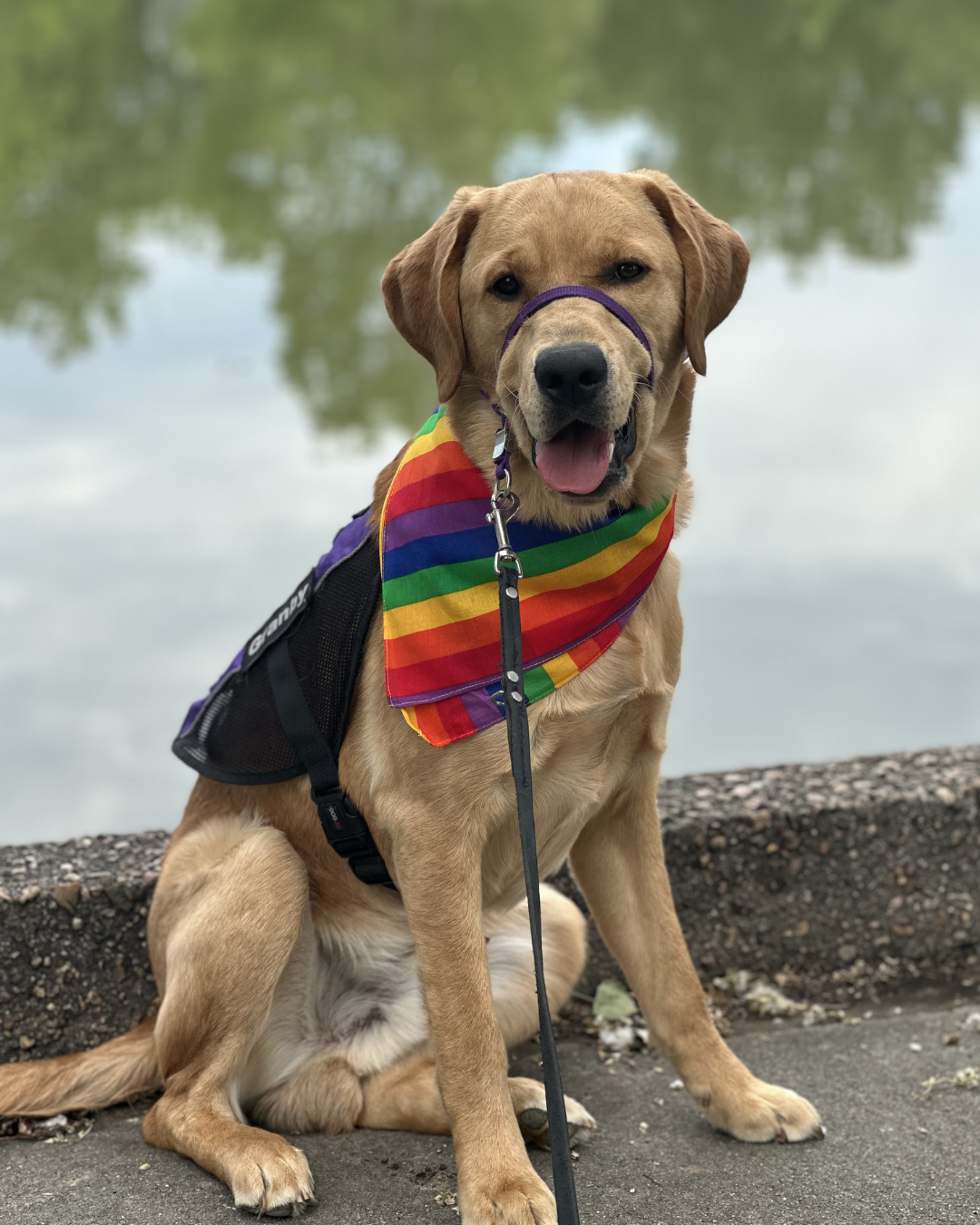 Granby, a golden lab sits in front of the water wearing a rainbow bandana. 