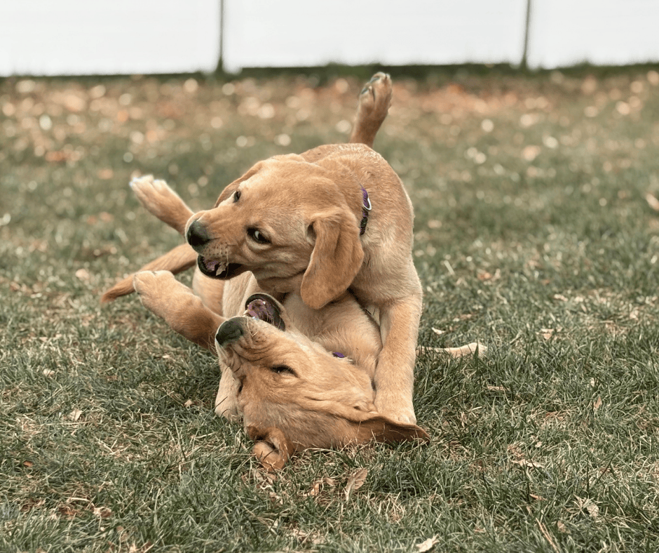 A yellow lab named Gillian and a golden lab cross Granby wrestle in the grass. 