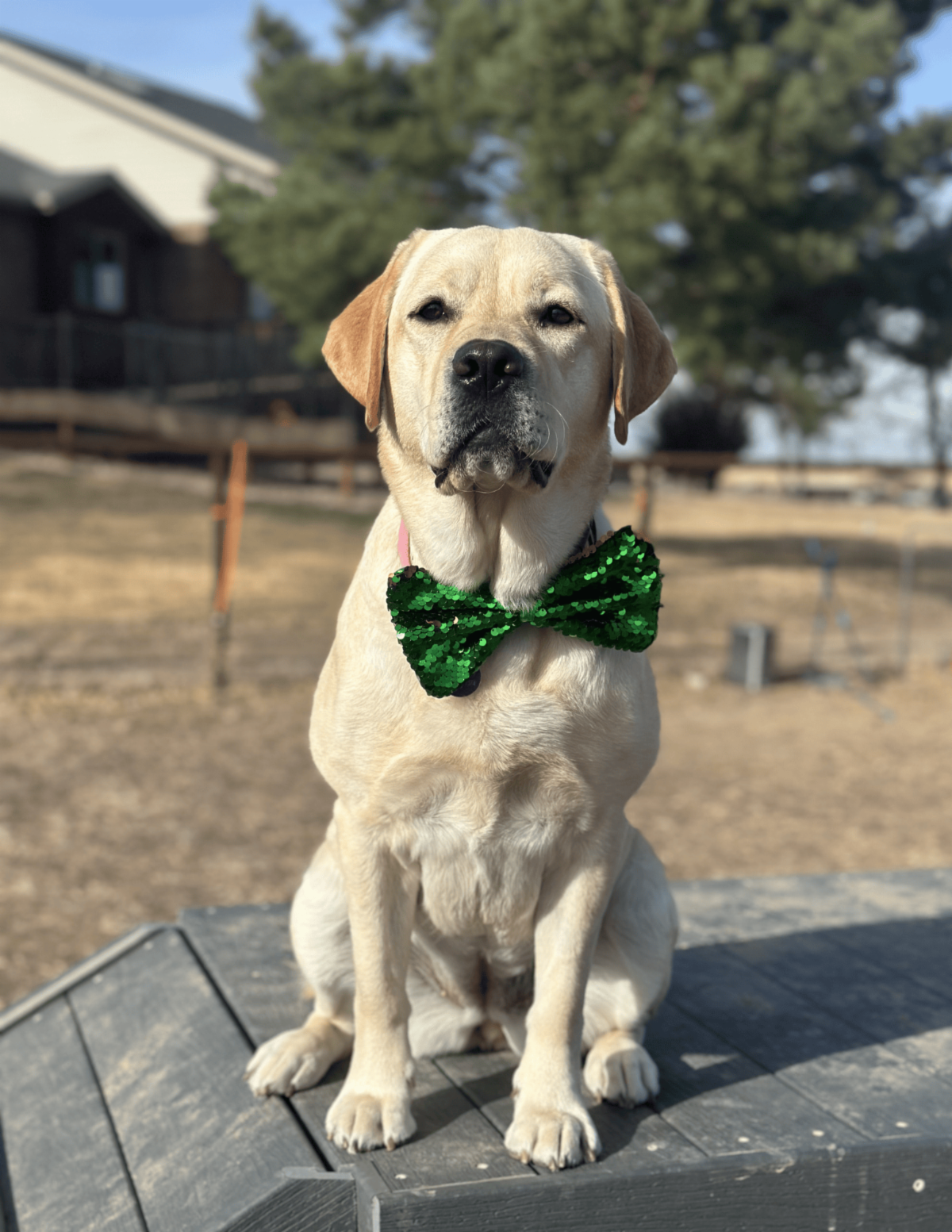 A yellow lab named Fiona sits outside wearing a green sparkling bowtie. 