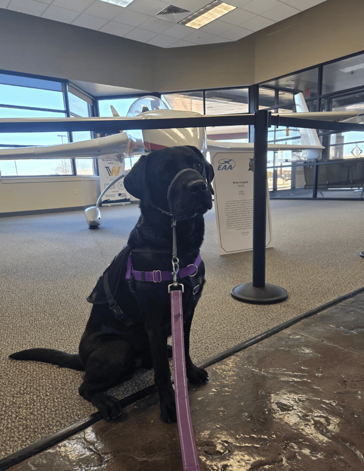 A black lab named Forest sits in front of a model airplane. 