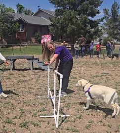 Gilligan, a yellow lab, stands in front of a agility jump. A woman is trying to lure her over.