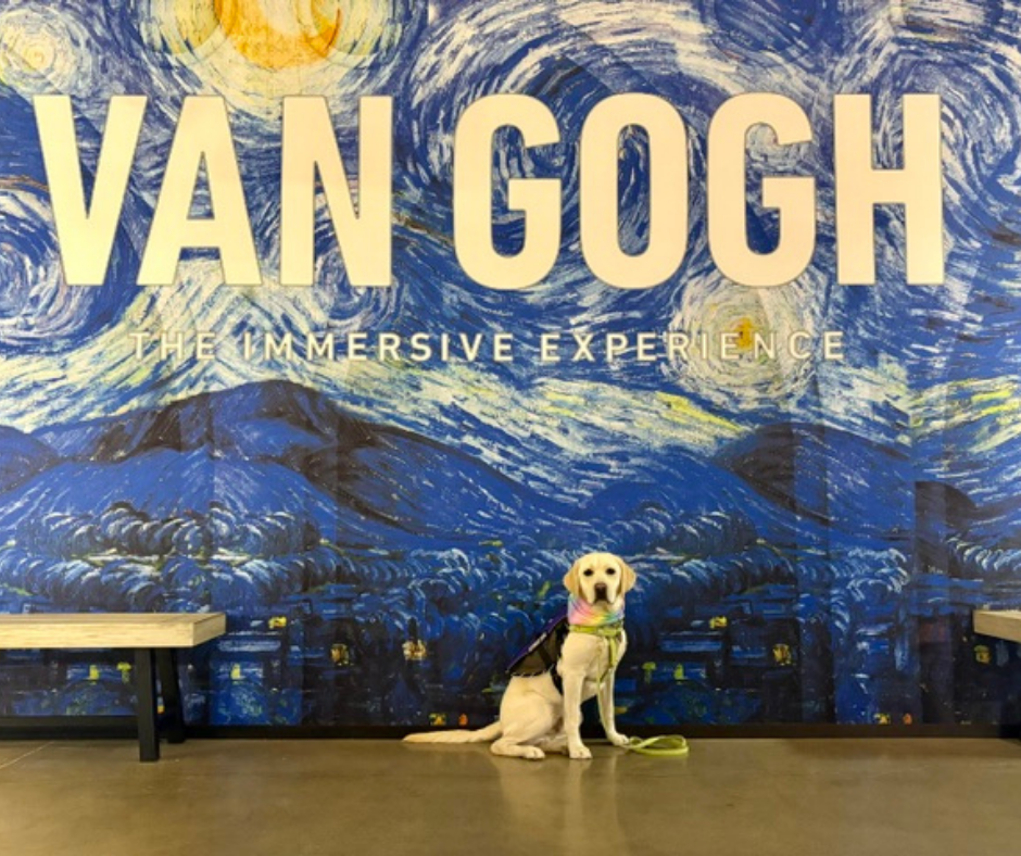 A yellow lab named Caro sits in front of a display of stary night with the text Van Gogh