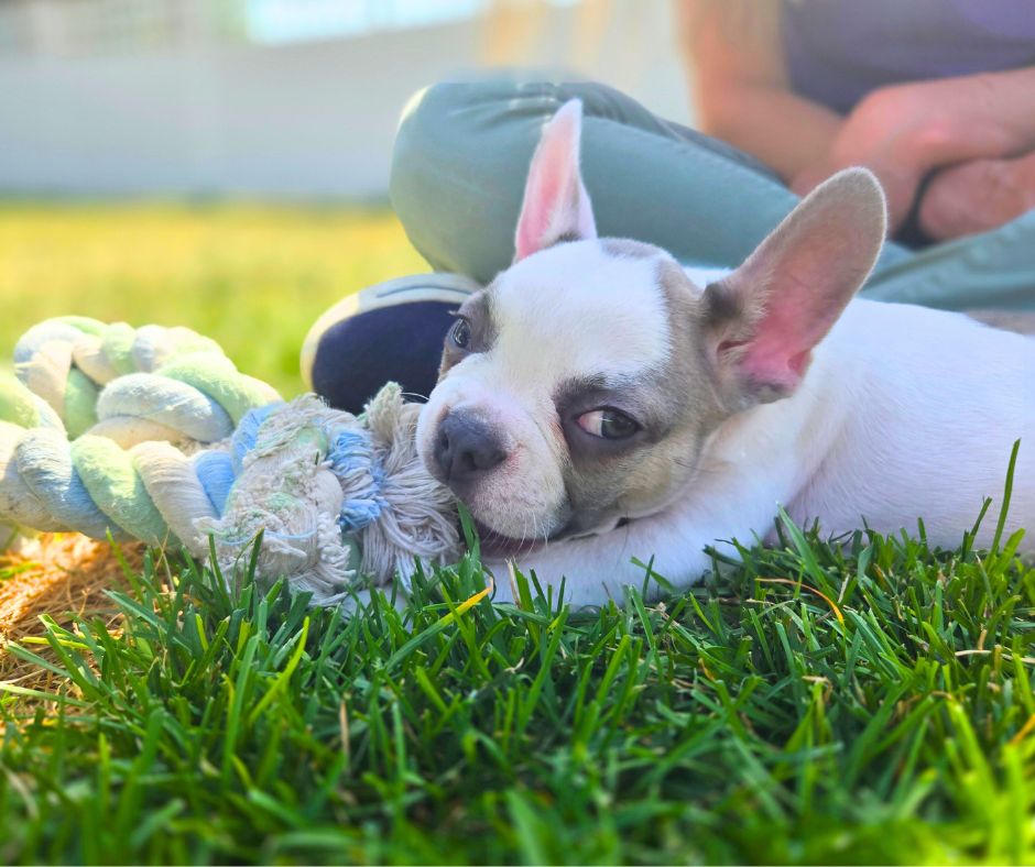 •	Griz a white and gray French Bulldog lies in the grass holding a blue and white rope toy in his mouth.