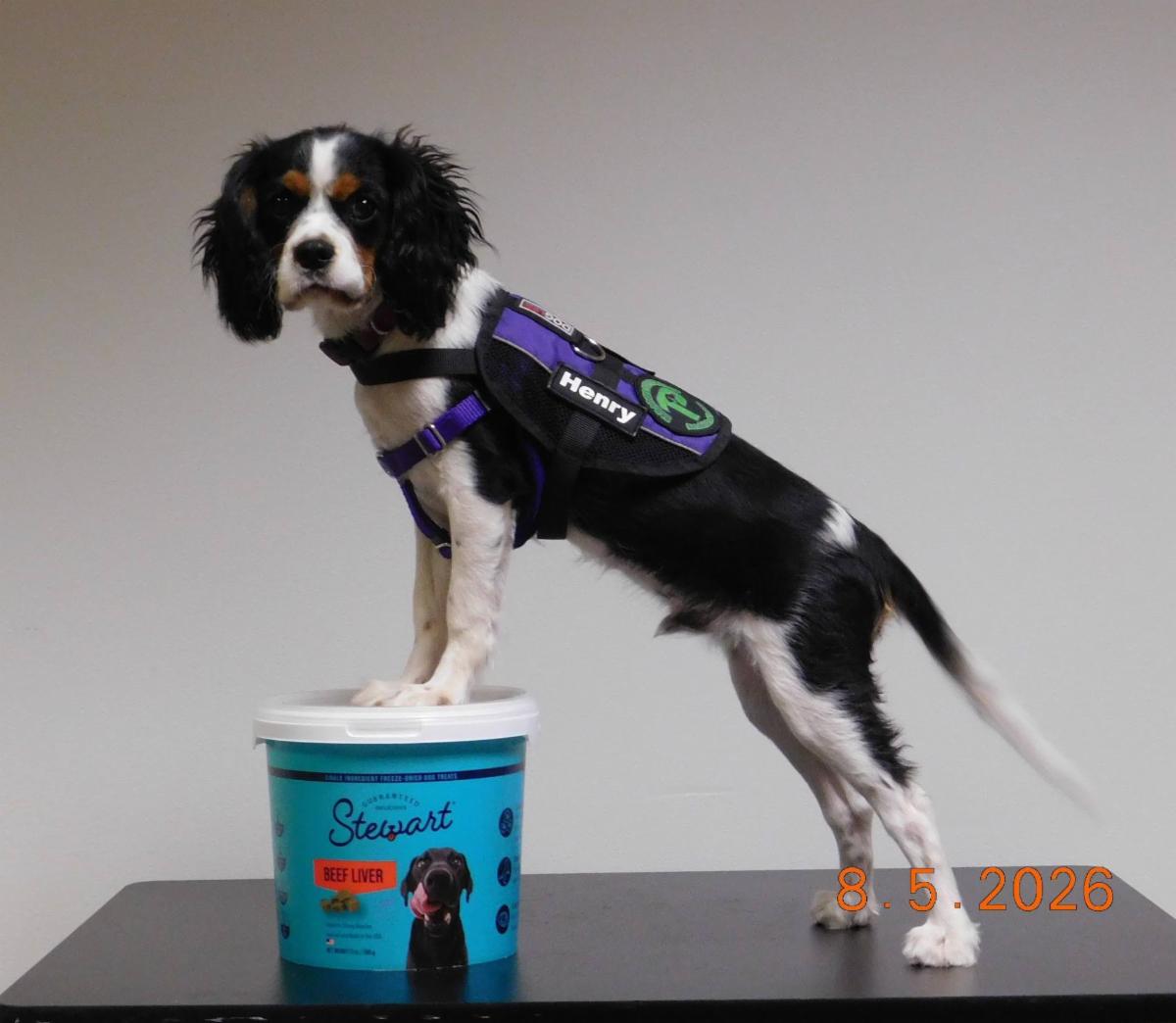 Henry, a Cavalier, poses with his two front paws on a tub of treats. He is wearing a purple Paragon vest.  