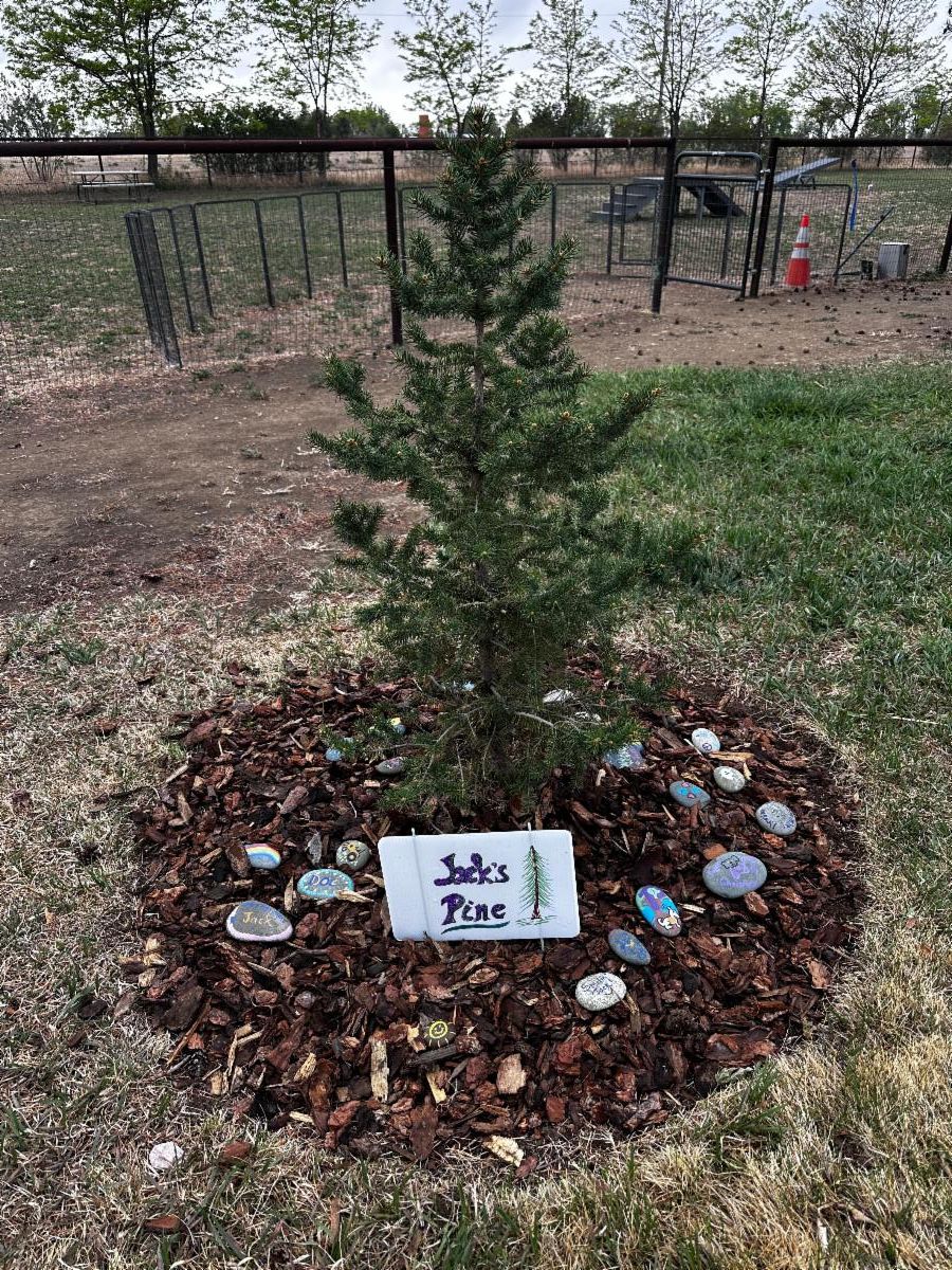 A pine tree stands behind a sign that says "Jack's Pine". There are colored rocks under the tree.