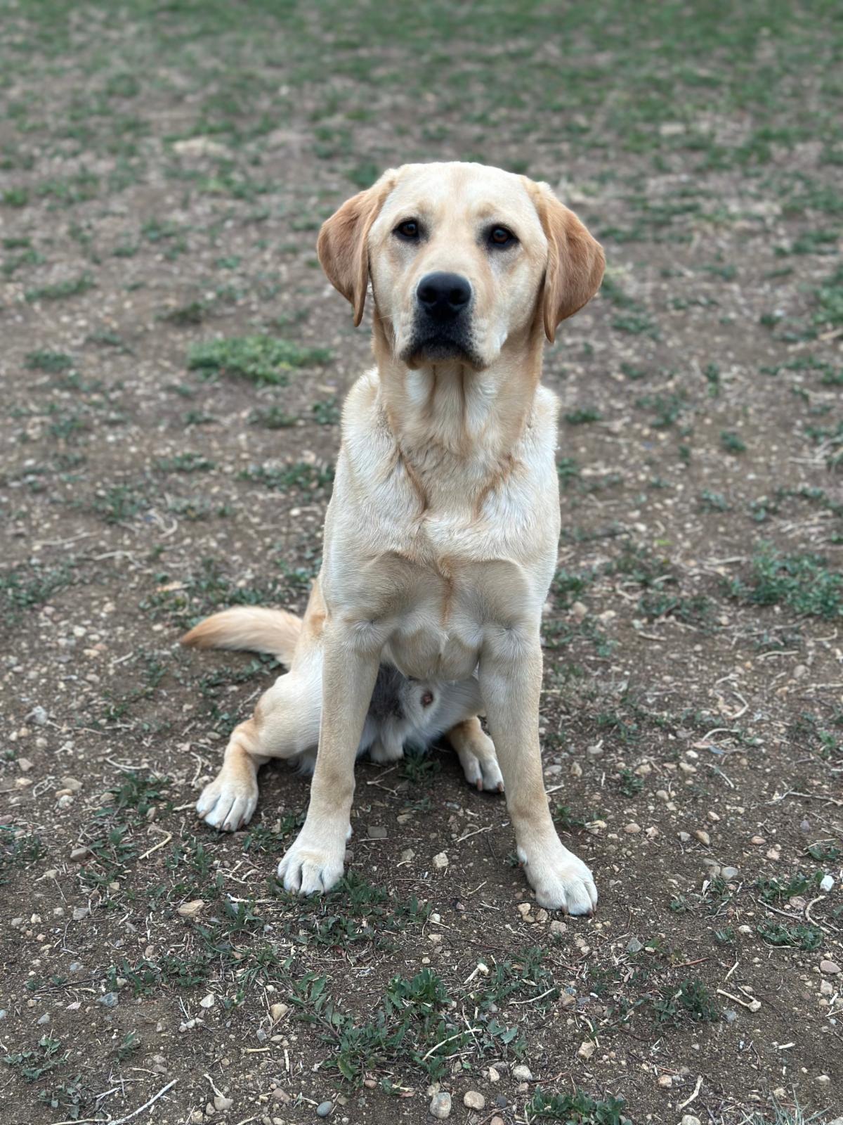 A yellow lab named Fortune sits looking at the camera. 