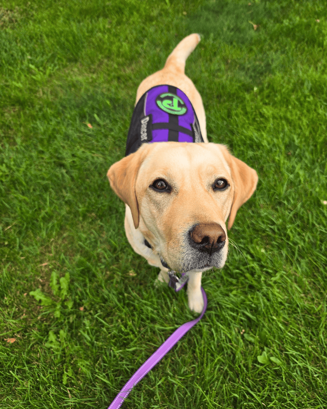 Dancer a yellow Lab stands in the grass wearing a purple Paragon vest The photo is taken from above and she looks up inquisitively