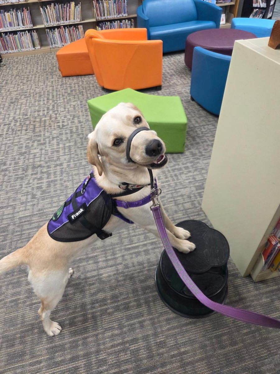 Frank, a Golden/Lab stands with his front two paws on a stool in a library. 