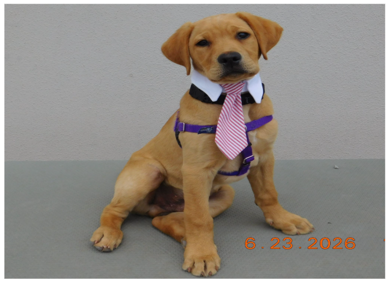 Yellow lab puppy Huxley sits wearing a pink bowtie. 