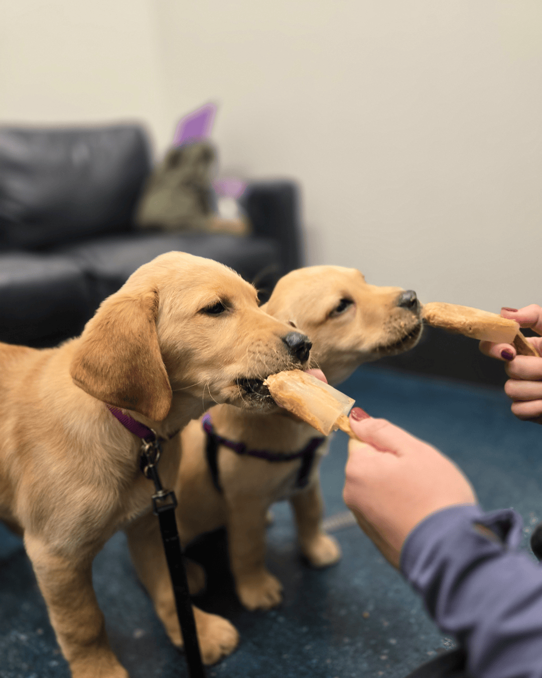 Two puppies Granby and Goose stand licking popsicles.