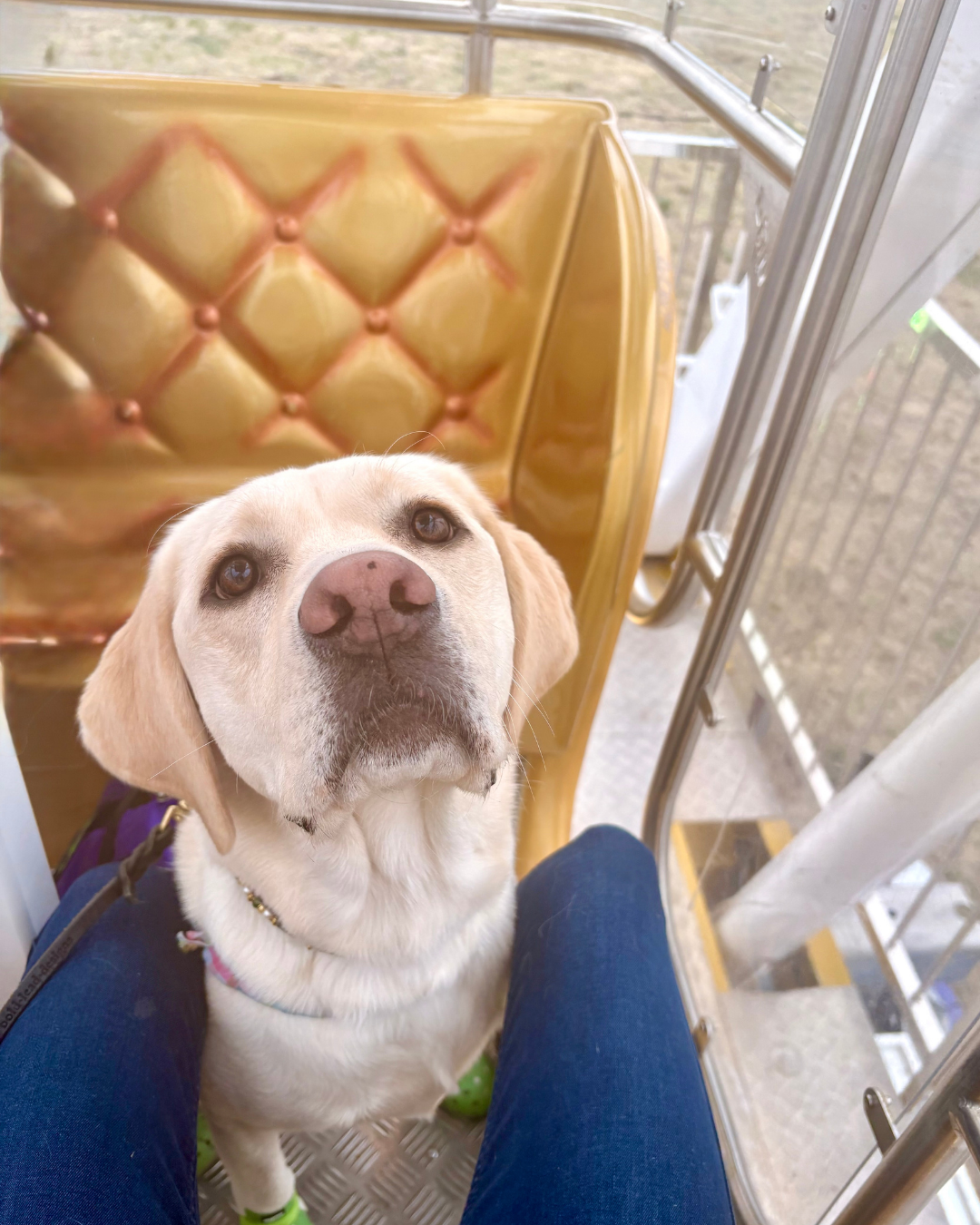 Caro, a yellow lab, looks up. You can see the ground far below. 