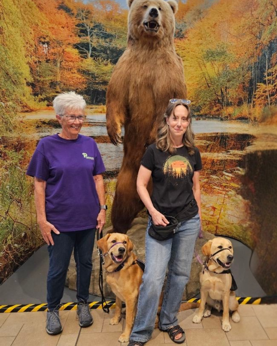 Granby a golden/lab and Fortune, a yellow lab, stand with their volunteers next to a giant brown bear. 