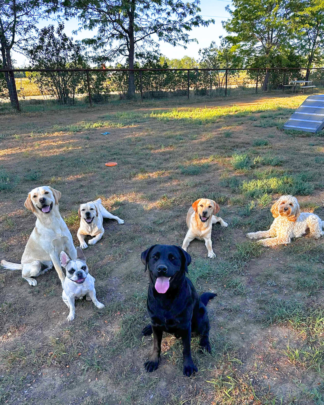 Six dogs sit looking at the camera. Three yellow labs, one cobber dog, one Frenchie, and one black lab. 