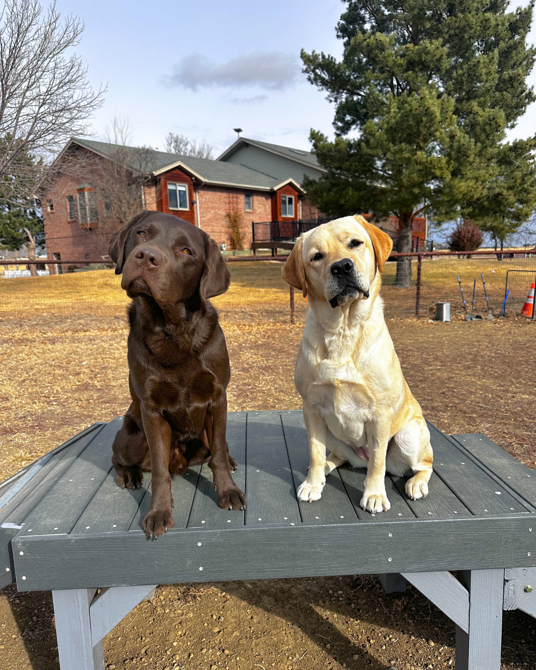 On the platform there are two labs. To the left a chocolate lab named Epic and to the right a yellow lab named Fiona. They  both have their heads slightly cocked to one side.