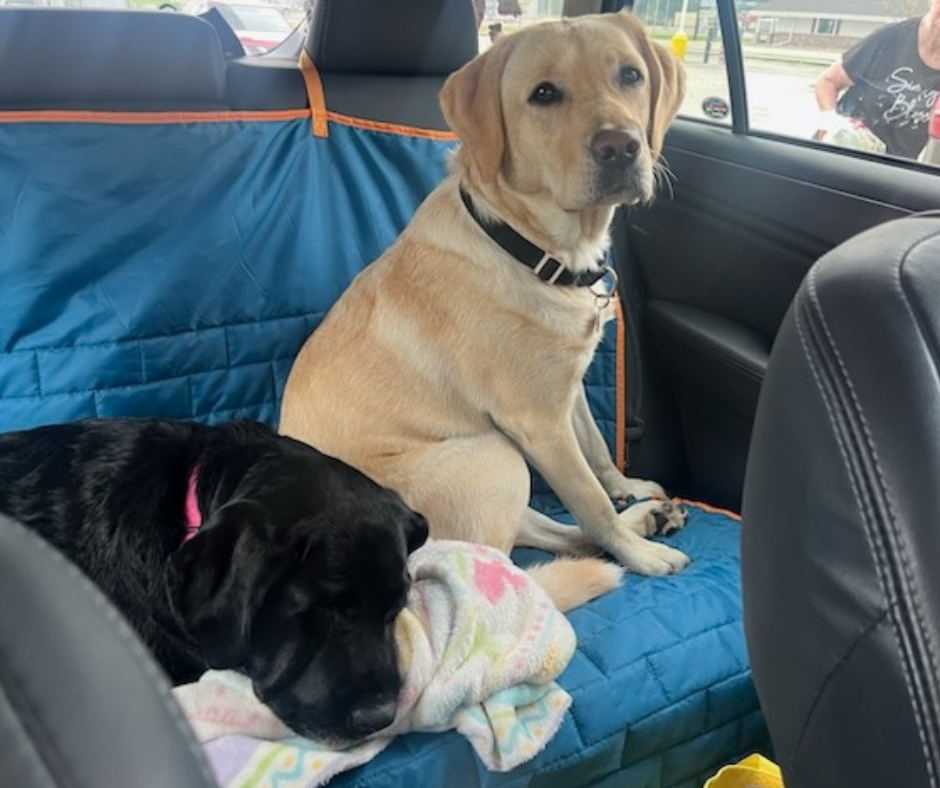 Dancer sits posed on the back seat of a car while Rosie a black Lab sleeps beside her.