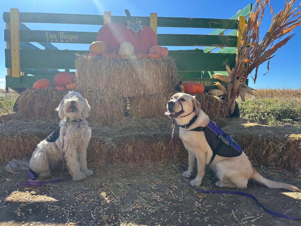 A yellow lab named Fiona and a cream Cobber Dog named Eddie sit in front of hay bales and pumpkins. 