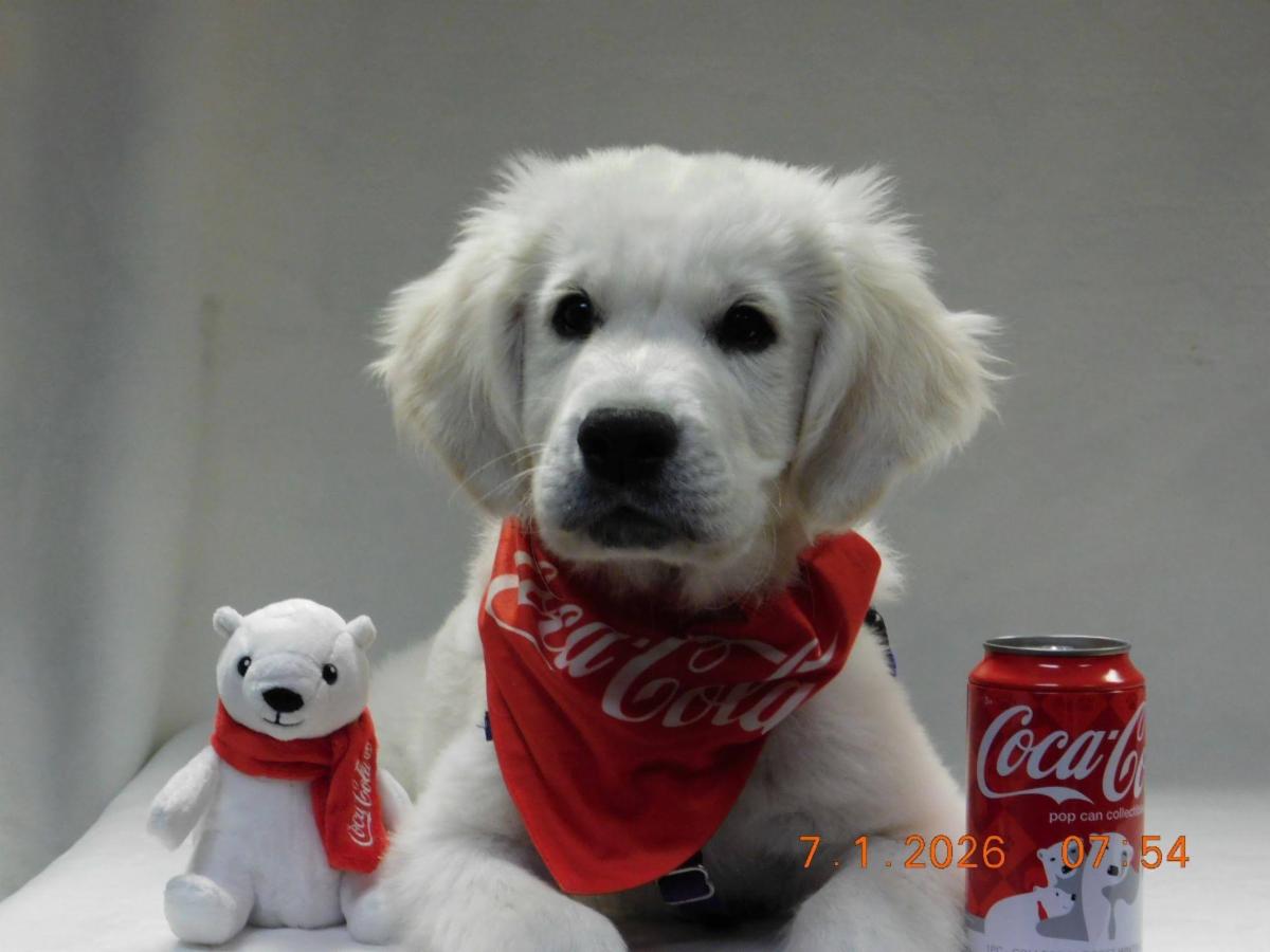 Herbie a white golden puppy poses with a red soda can.