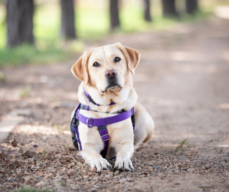A professional photo of Danny the yellow Lab shows her lying outside in a purple harness with her head tilted slightly to the left.