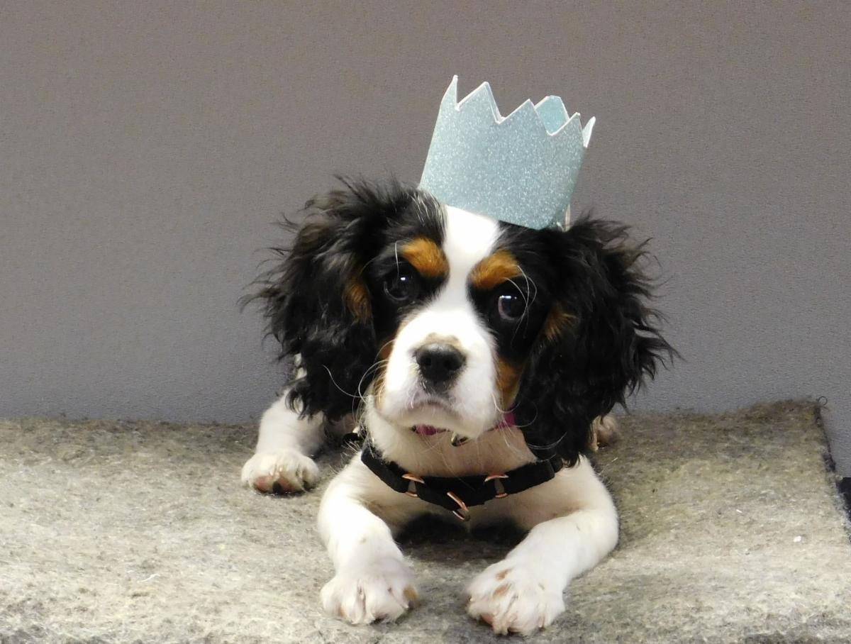 A cavalier puppy named Henry lays on the ground while wearing a blue paper crown. 