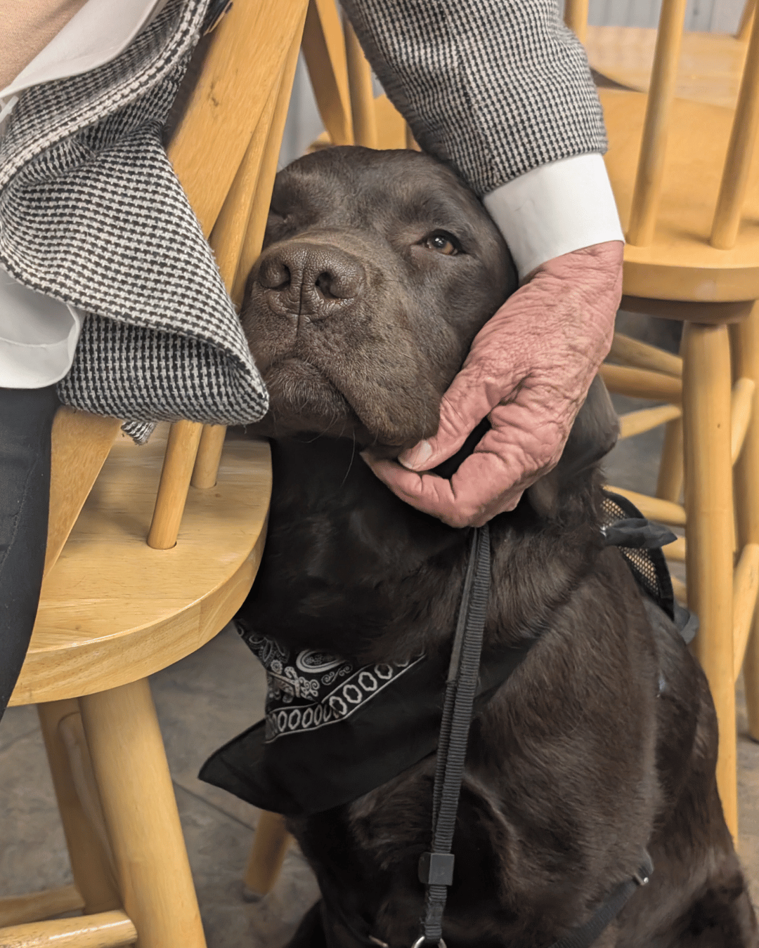Epic a chocolate lab looks content as his face is being held by a gentleman's hand. 