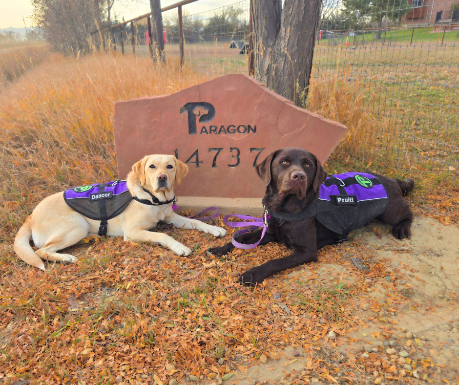Yellow lab Dancer and Chocolate Lab Pruitt lay in front on the Paragon Address Sign. 