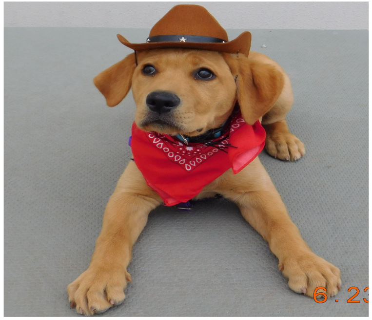 Hank, a yellow lab puppy, lays on the ground wearing a cowboy hat and bandana. 