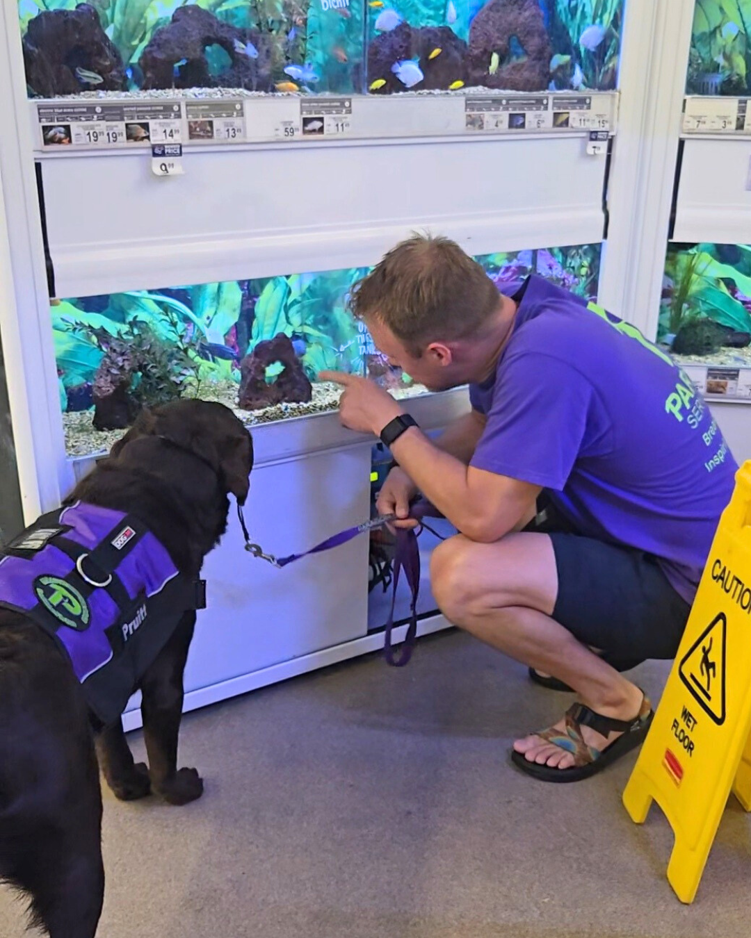 Pruitt a chocolate Lab and his trainer look together into a pet store fish tank. The trainer points out the fish.